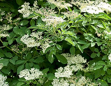 Elder
