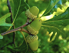 Oak