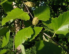 Birch