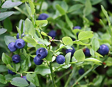 Bilberry