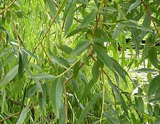 White Willow