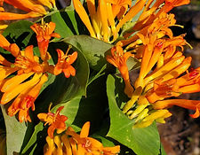 Honeysuckle