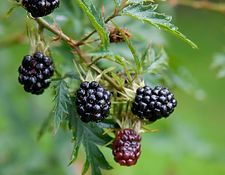 Blackberry