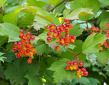 Guelder Rose, Crampbark
