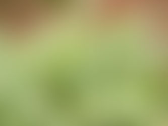 4 Reasons Why You Should Use Native Plants in Landscaping