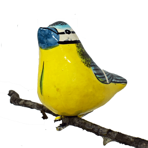 Blue Tit