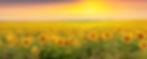 Field with yellow sunflowers and picturesque cloudy sky over the field at sunset, panorama
