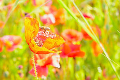 fleur - photo macro
