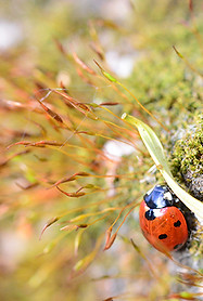 coccinelle photo macro