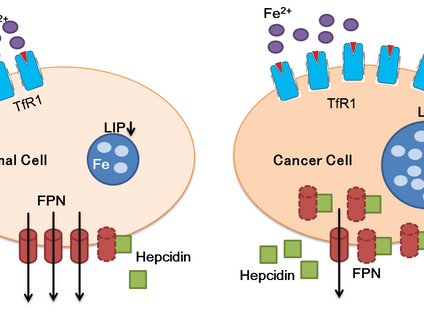 The mechanism of dysregulated iron homeostasis in cancer cells and the roles of Egr1 and ATF3 in reg