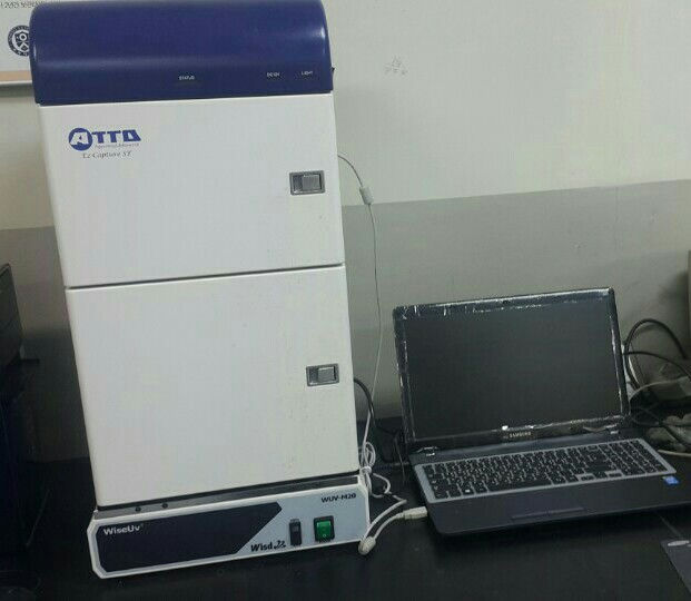 BioSpectrum Western Blot Imaging