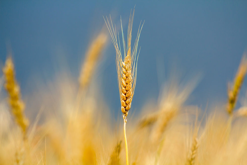 close-up-of-warm-colored-golden-yellow-ripe-wheat-2026-03-16-02-11-30-utc.jpg