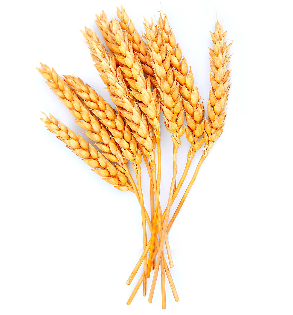 wheat-2026-03-19-22-05-54-utc.jpg