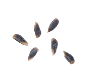 Blutbirne_5.png