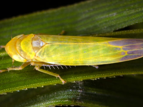Gemeine Seggenblattzikade