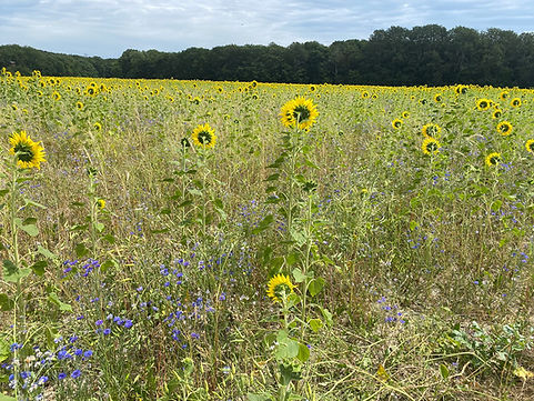 biodiverses Sonnenblumenfeld