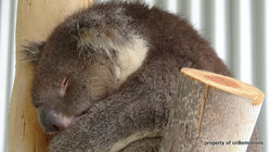 Koala...sleeping