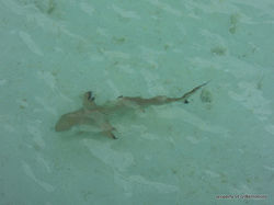 Blacktip reef shark