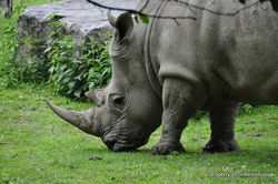 Zoo, Salzburg