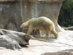 San Diego zoo