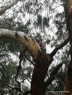 Koala