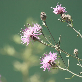 Spotted Knapweed