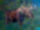 Moose.jpg