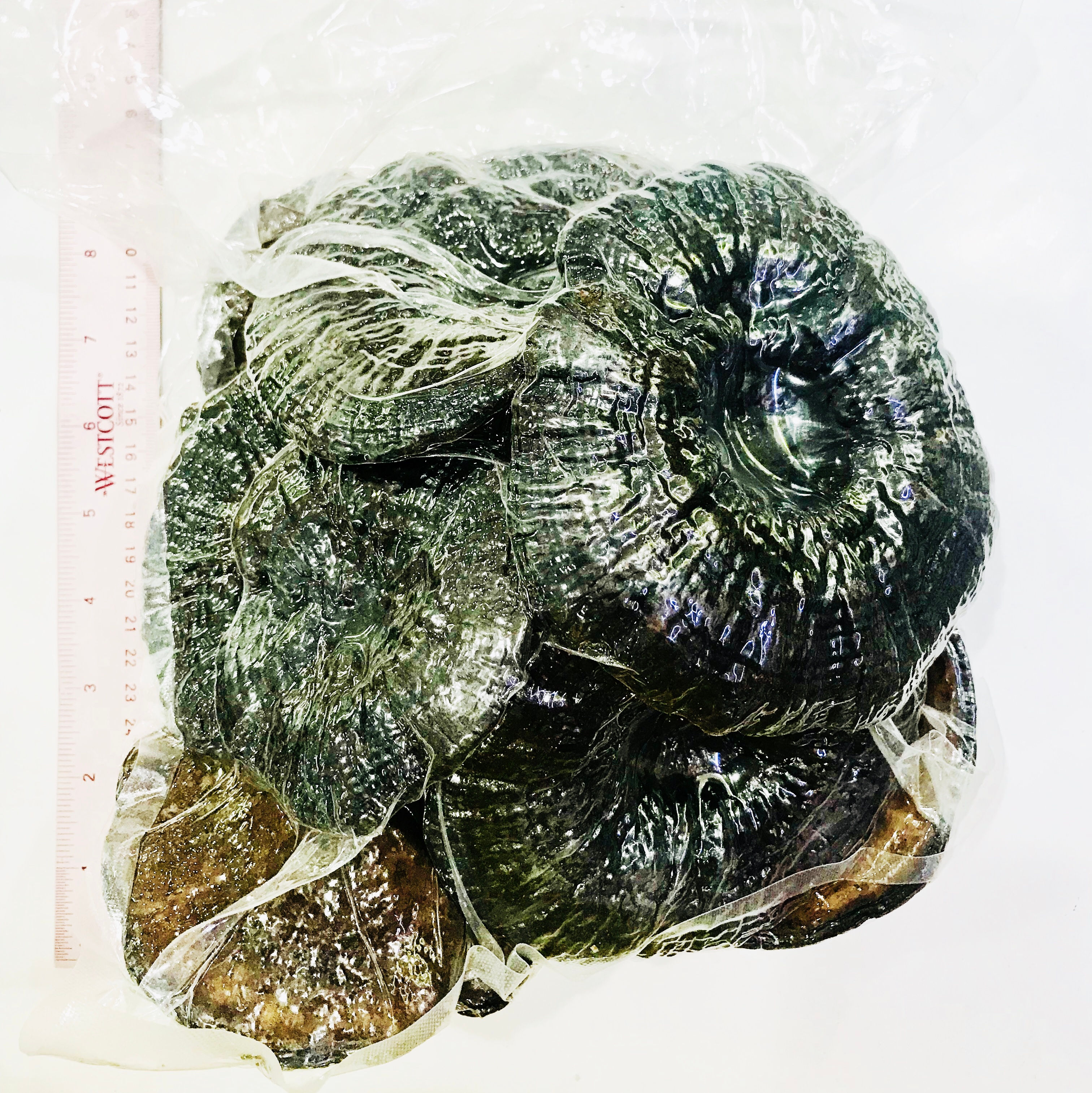 Dried Black Lingzhi Mushroom (Not Bitter) 黑靈芝