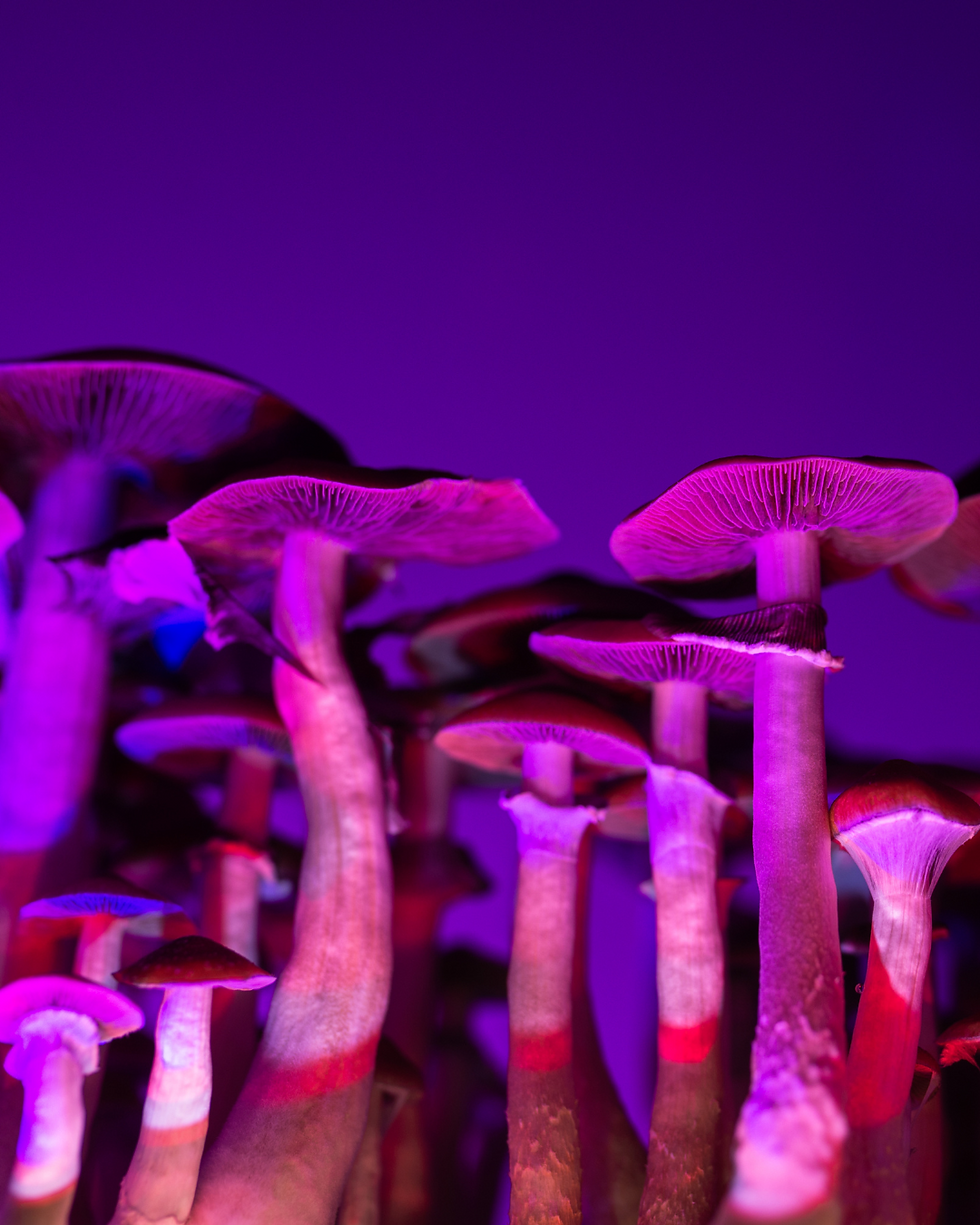 What Is Integration After a Psychedelic Journey?