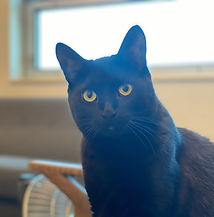 Harry the cat