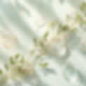 photo website.jpg