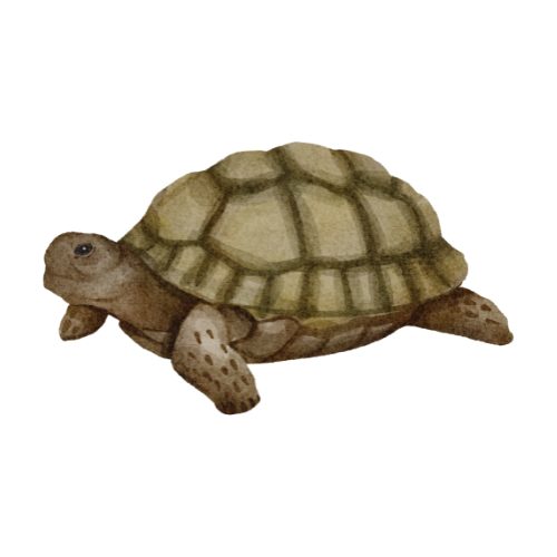 Želva ostruhatá (Centrochelys sulcata)