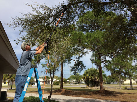 Man on ladder pruning tree.