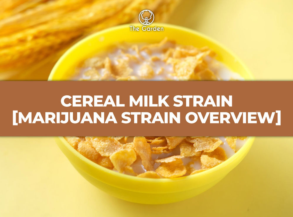 Cereal Milk Strain [Marijuana Strain Overview]