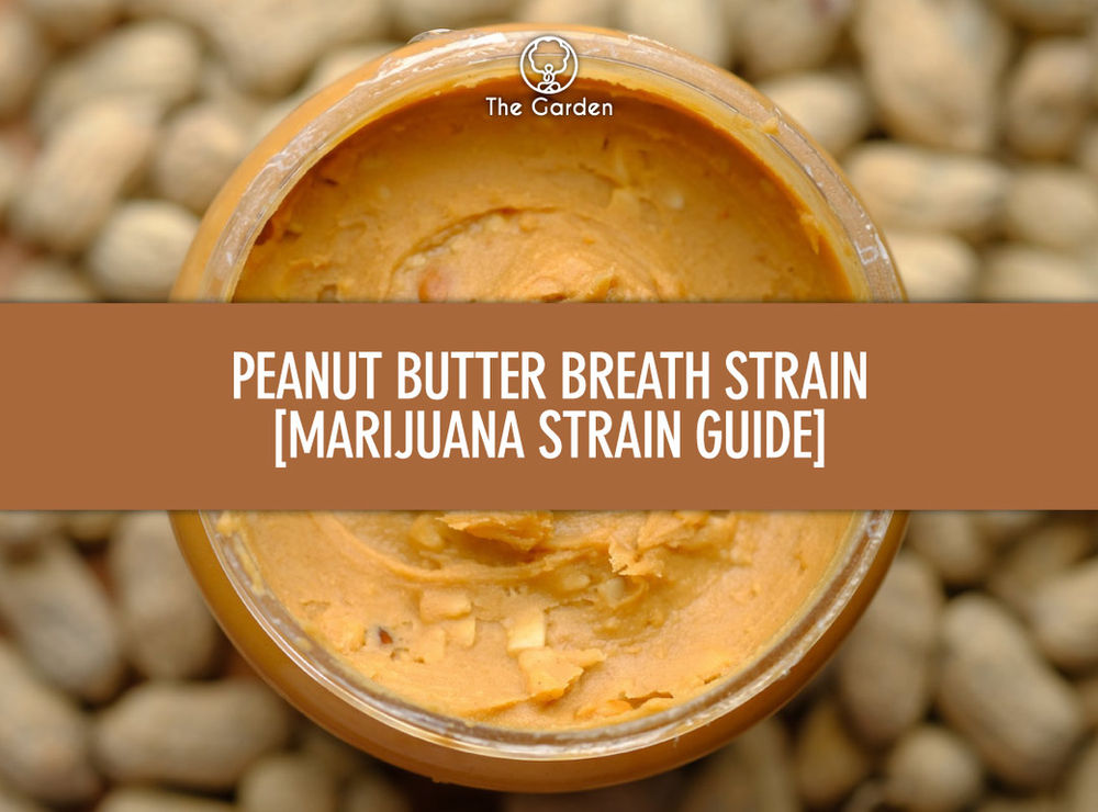 Peanut Butter Breath Strain [Marijuana Strain Guide]