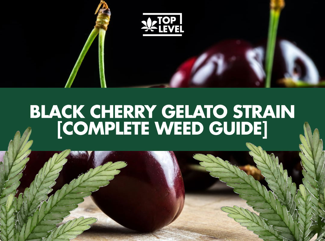 Black Cherry Gelato Strain Weed Strain Information