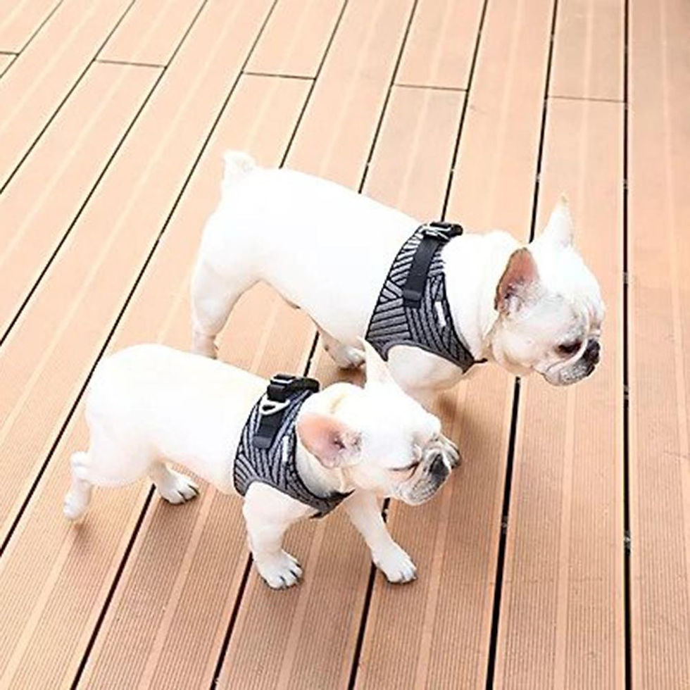 Thumbnail: Instachew PETKIT Air Fly Dog Harness