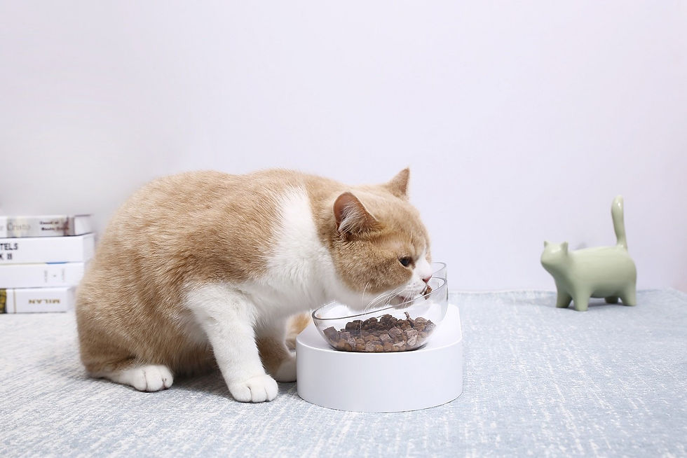 Thumbnail: Instachew PETKIT Fresh Nano Cat Bowl