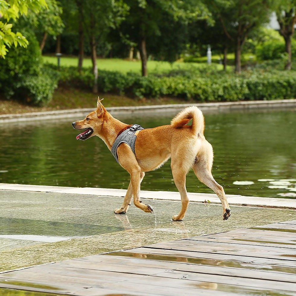 Thumbnail: Instachew PETKIT Air Pro Dog Harness
