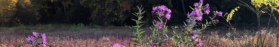 banner-asters.jpg
