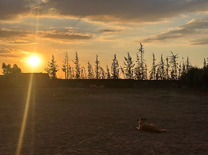 Couche de soleil à Terra d'âmes avec arbres de pin à Marrakech