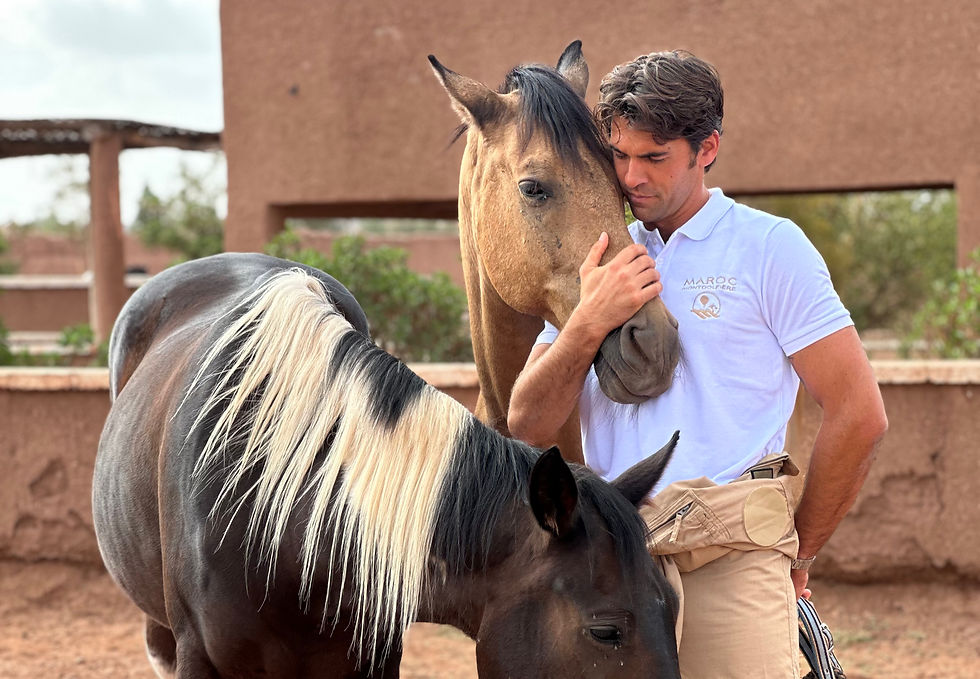 Nos chevaux avec un amoureux de cheval qui connecte avec eux à Marrakech