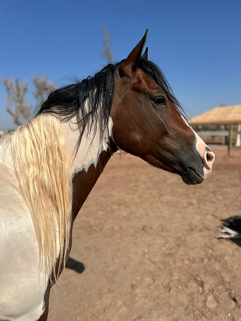 Notre jument Pocahontas, une quarter horse, une jument master avec une présence forte durant une séance de connexion regardant quelque chose à l'extérieur - à Marrakech