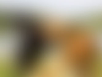 طريقة فض الشجار عند الكلاب