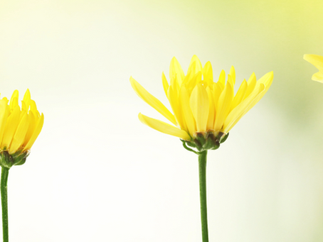 Bloom Where You're Planted