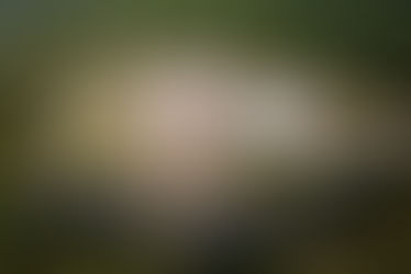 FSFX - Nota de Utilidade Pública