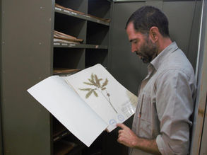 Herbário do Parque Estadual do Rio Doce disponibiliza coleção online