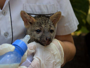 Cebus registra aumento no número de animais recebidos devido às queimadas