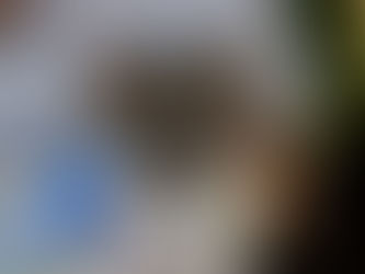 Cebus registra aumento no número de animais recebidos devido às queimadas