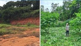 CENIBRA transforma resíduos industriais em solução sustentável para recuperar áreas degradadas